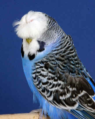 Crest_AA_CC_Winner_D_Norman