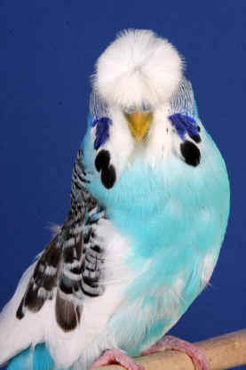 Crest_YB_CC_Winner_Cheatley___Alcorn