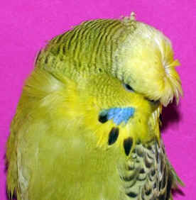 jones134.jpg (25386 bytes)